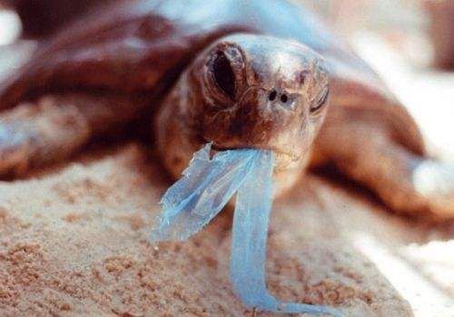 Turtles eat plastic bags